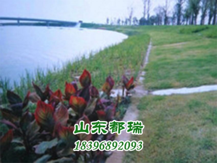 河道植草生态护坡